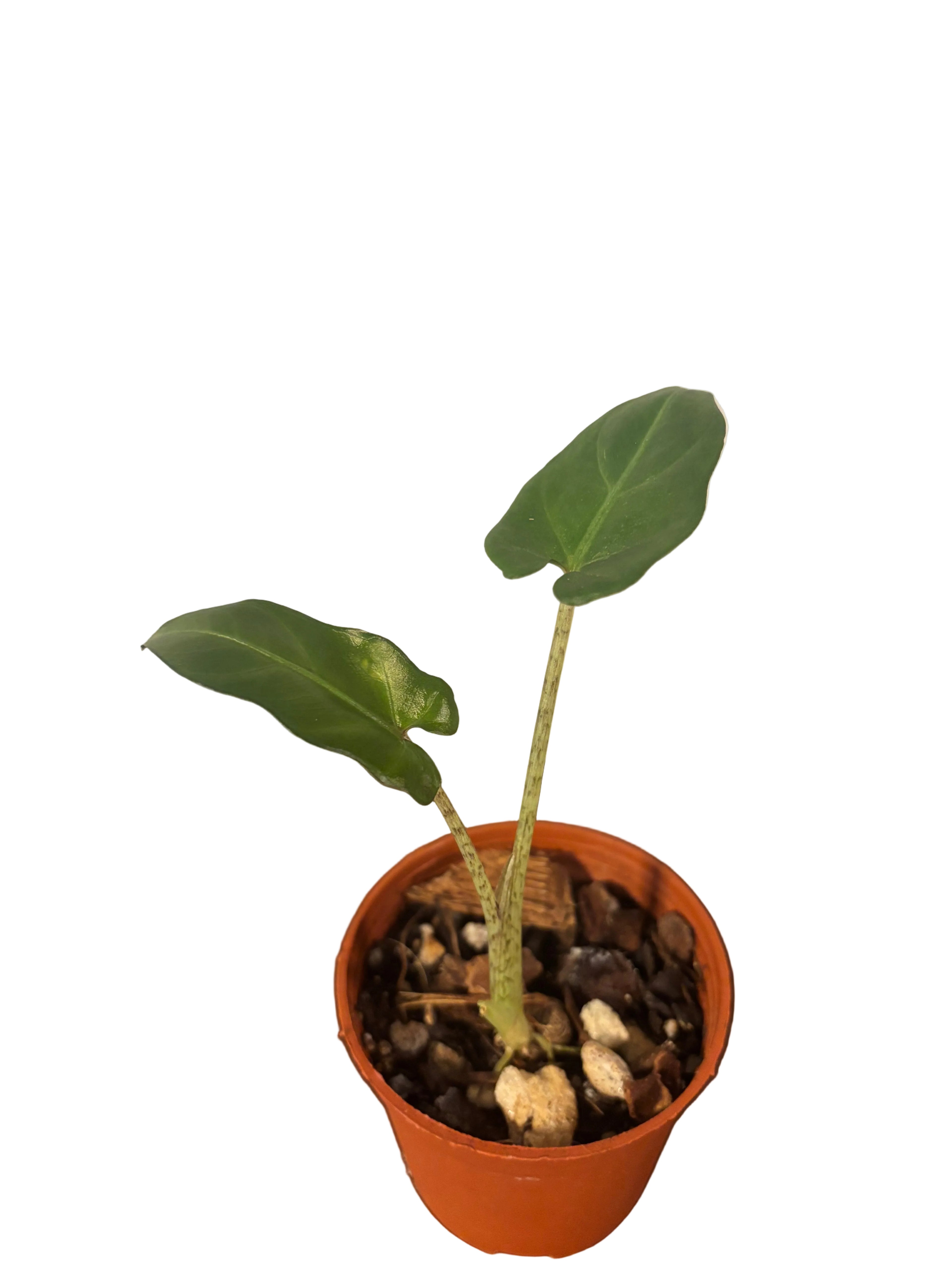 Alocasia Lauterbachia
