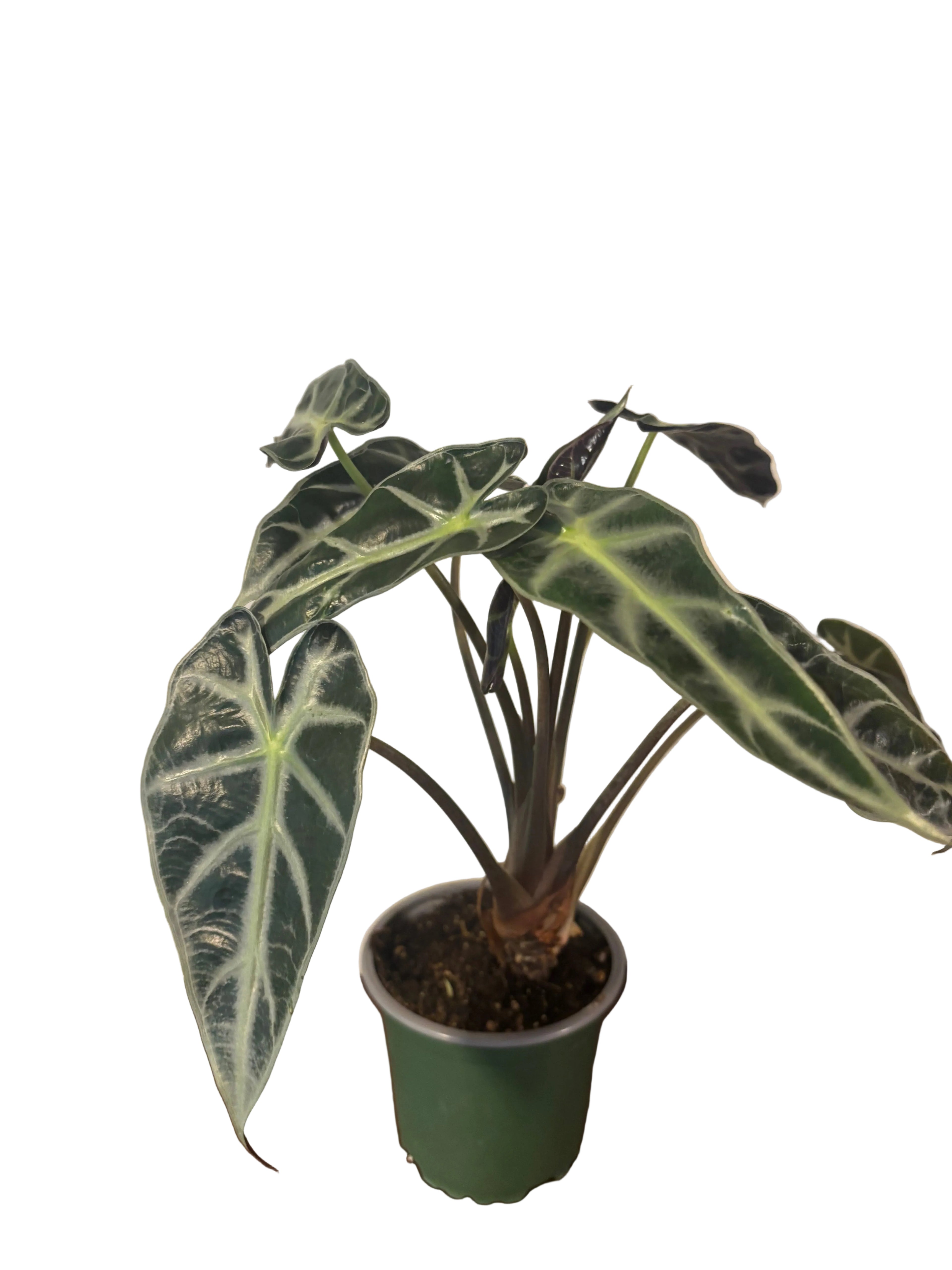Alocasia Bambino